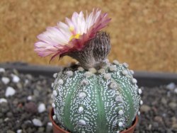 Astrophytum  asterias X red flower oibo akabana, pot 5,5 cm - 12397978