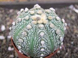 Astrophytum  asterias X red flower oibo akabana, pot 5,5 cm - 12397979