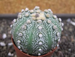 Astrophytum  asterias X red flower oibo akabana, pot 5,5 cm - 12397980