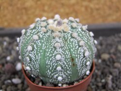 Astrophytum  asterias X red flower oibo akabana, pot 5,5 cm - 12397981