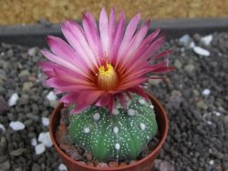 Astrophytum  asterias X red flower oibo akabana, pot 5,5 cm - 12397982