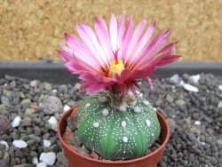 Astrophytum  asterias X red flower oibo akabana, pot 5,5 cm - 12397984