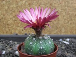 Astrophytum  asterias X red flower oibo akabana, pot 5,5 cm - 12397985