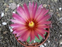 Astrophytum  asterias X red flower oibo akabana, pot 5,5 cm - 12397986