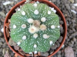 Astrophytum  asterias X red flower oibo akabana, pot 5,5 cm - 12397987