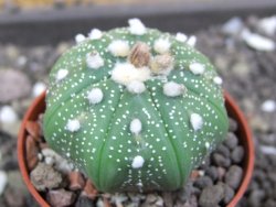 Astrophytum  asterias X red flower oibo akabana, pot 5,5 cm - 12397988