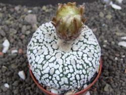 Astrophytum Super Kabuto pot 5,5 cm - 12398008