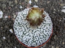 Astrophytum Super Kabuto pot 5,5 cm - 12398009