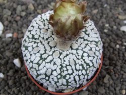 Astrophytum Super Kabuto pot 5,5 cm - 12398010