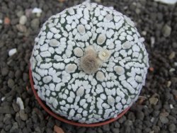 Astrophytum Super Kabuto pot 5,5 cm - 12398012