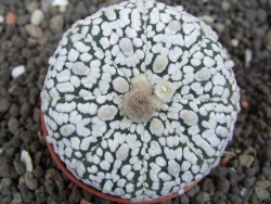 Astrophytum Super Kabuto pot 5,5 cm - 12398013