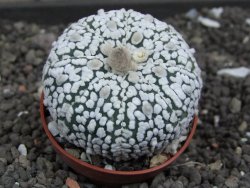 Astrophytum Super Kabuto pot 5,5 cm - 12398014