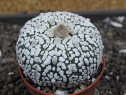 Astrophytum Super Kabuto pot 5,5 cm - 12398015