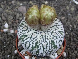 Astrophytum Super Kabuto pot 5,5 cm - 12398016