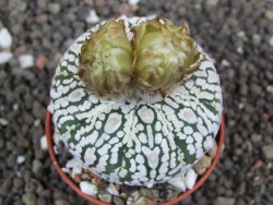 Astrophytum Super Kabuto pot 5,5 cm - 12398017