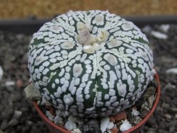 Astrophytum Super Kabuto pot 5,5 cm - 12398020