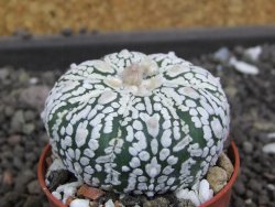 Astrophytum Super Kabuto pot 5,5 cm - 12398021