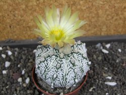 Astrophytum X Super Kabuto pot 5,5 cm - 12398022