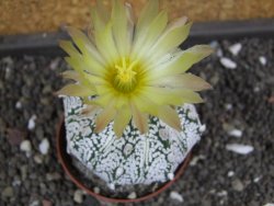 Astrophytum X Super Kabuto pot 5,5 cm - 12398023