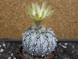 Astrophytum X Super Kabuto pot 5,5 cm - 12398024