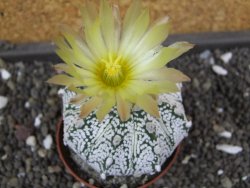 Astrophytum X Super Kabuto pot 5,5 cm - 12398025