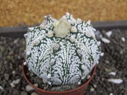 Astrophytum X Super Kabuto pot 5,5 cm - 12398026