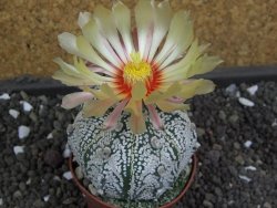 Astrophytum X Super Kabuto pot 5,5 cm - 12398028