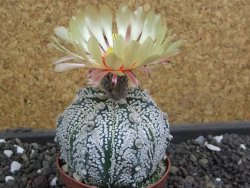 Astrophytum X Super Kabuto pot 5,5 cm - 12398030