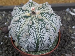 Astrophytum X Super Kabuto pot 5,5 cm - 12398031