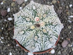 Astrophytum X Super Kabuto pot 5,5 cm - 12398032