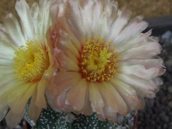 Astrophytum X Super Kabuto pot 5,5 cm - 12398035