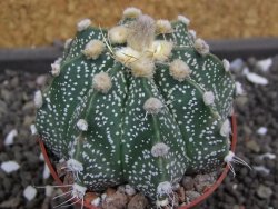 Astrophytum X Super Kabuto pot 5,5 cm - 12398038