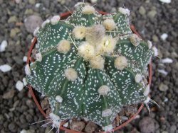 Astrophytum X Super Kabuto pot 5,5 cm - 12398039