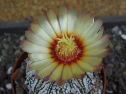 Astrophytum X Super Kabuto pot 5,5 cm - 12398041