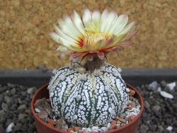 Astrophytum X Super Kabuto pot 5,5 cm - 12398043