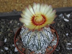 Astrophytum X Super Kabuto pot 5,5 cm - 12398044