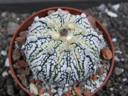 Astrophytum X Super Kabuto pot 5,5 cm - 12398046