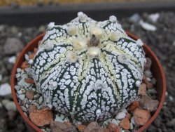 Astrophytum X Super Kabuto pot 5,5 cm - 12398047