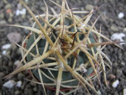 Gymnocalycium armatum, pot 5,5 cm - 12398053