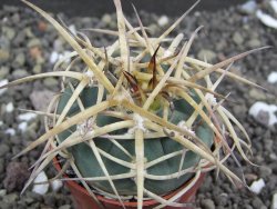 Gymnocalycium armatum, pot 5,5 cm - 12398054