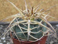 Gymnocalycium armatum, pot 5,5 cm - 12398056