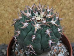 Gymnocalycium spegazzinii unguispinum SL 44b, pot 8,5 cm