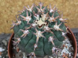 Gymnocalycium spegazzinii unguispinum SL 44b, pot 8,5 cm - 12398071