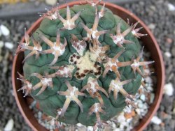 Gymnocalycium spegazzinii unguispinum SL 44b, pot 8,5 cm - 12398072