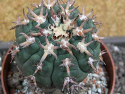 Gymnocalycium spegazzinii unguispinum SL 44b, pot 8,5 cm - 12398073