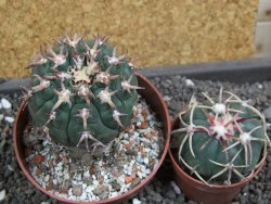 Gymnocalycium spegazzinii unguispinum SL 44b, pot 8,5 cm - 12398074