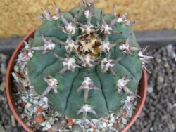 Gymnocalycium spegazzinii unguispinum SL 44b, pot 8,5 cm - 12398078