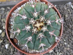 Gymnocalycium spegazzinii unguispinum SL 44b, pot 8,5 cm - 12398079