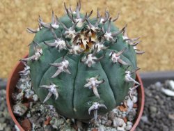 Gymnocalycium spegazzinii unguispinum SL 44b, pot 8,5 cm - 12398080