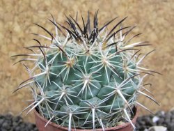 Coryphantha dificilis Cero Bola pot 5,5 cm - 12398087